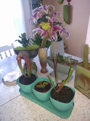 新蓝色花盆 新蓝色花盆