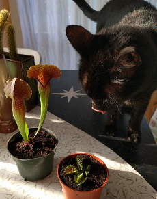 植物与猫咪相遇