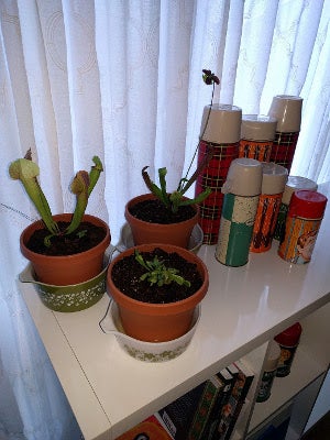 新花盆、土壤和窗户 新花盆、土壤和窗户