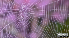 Image of spider web