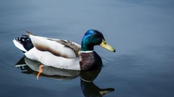 Duck mallard swimming in water