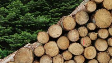 Logs stacked up and to the right in front of a green tree forest