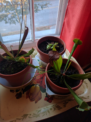 今天的植物 今天的植物