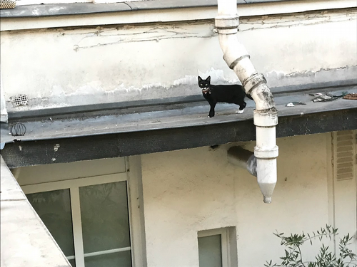 Cat standing on a roof